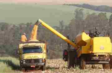  Paraná projeta maior safra de milho da história em 24/25, mesmo com perdas climáticas